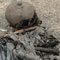 Parts of a human skeleton found