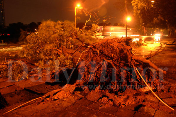 Fallen trees cause traffic congestion