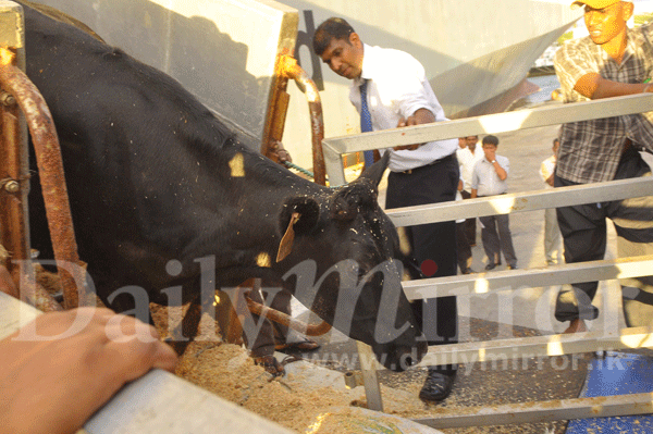 Cows arrive from Australia