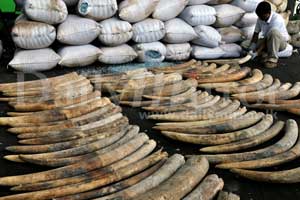 Hundreds of African tusks seized