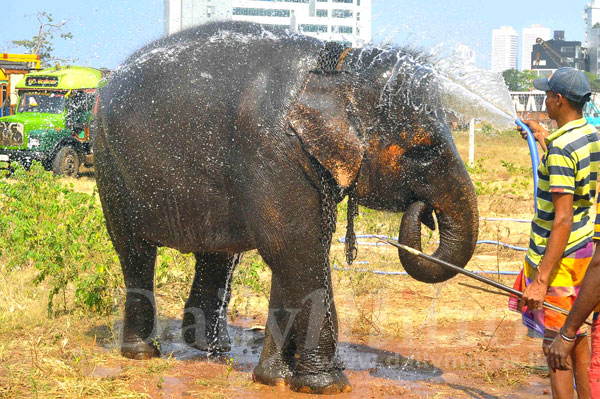 Video: Bath for Perahera elephant