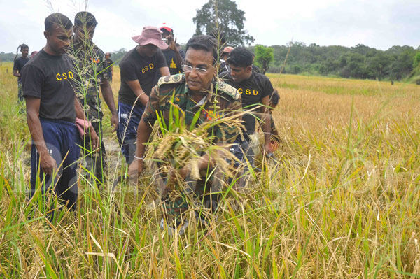 Civil Defence Force harvest