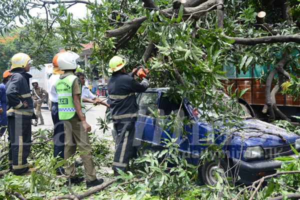 Video: Tree across the road