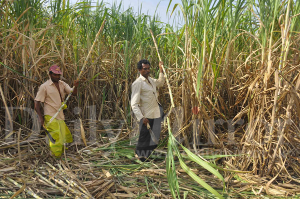 Sugarcane harvesting