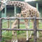 Tall order for female giraffes at Zoo