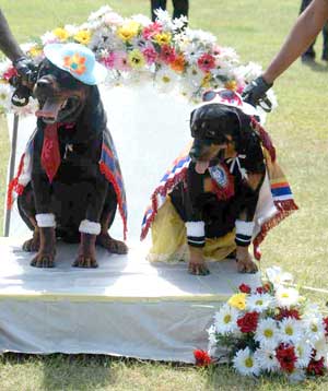 Doggy wedding!