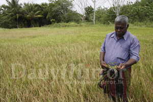 50,000 acres of paddy land affect by drought