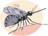 Killer dengue  rides again: Try alternative cure - Editorial