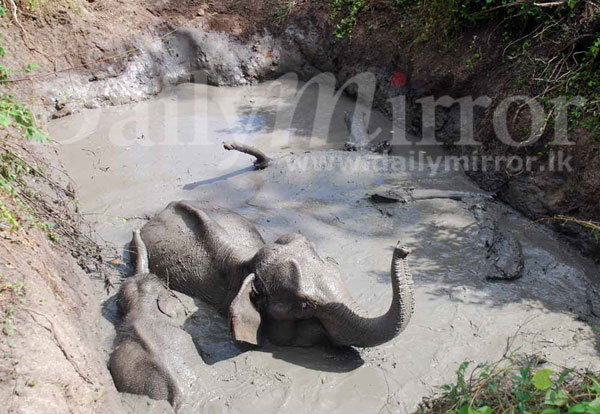 Wild elephant and a calf rescued