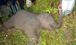 Two jumbos killed in train accident