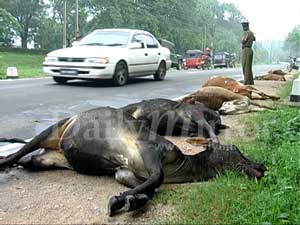 Nine cows mysteriously dead