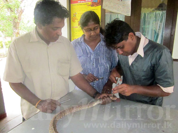 Vets successfully remove cyst from cobra