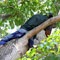 Video: Tree climber brought down by crane