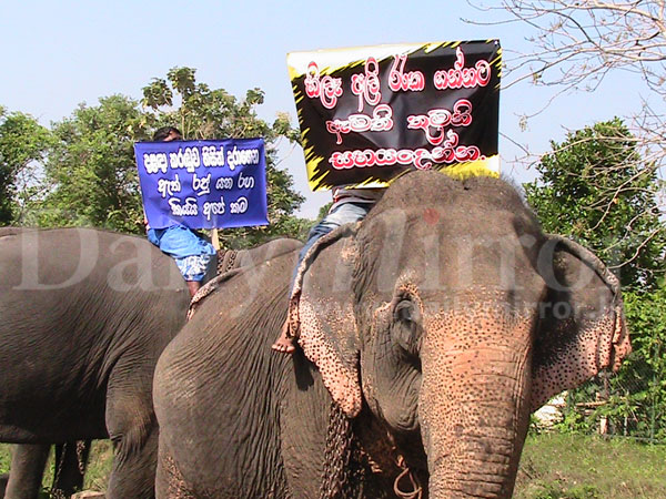 Video: Elephant owners want proper ownership records