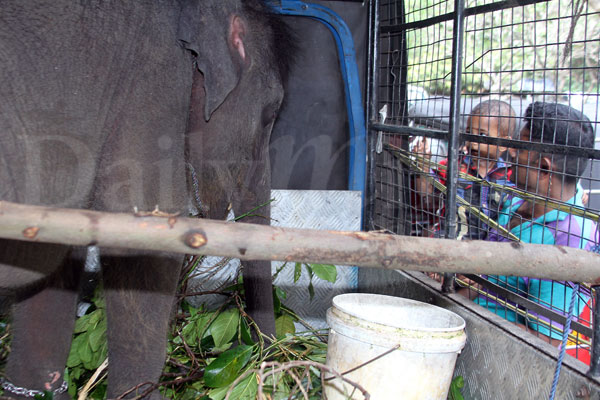 Elephant calf brought to courts