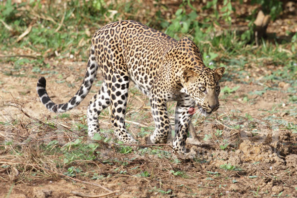 Wildlife in Yala