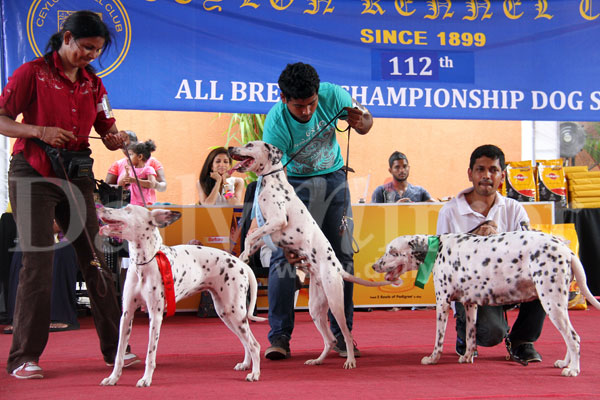 Dogs on show