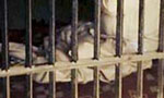 Lankan dies in Chennai police custody