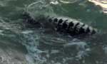 Video: Crawling saltwater crocodile in Colpetty dead  