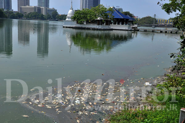 Fish dying in the Beira