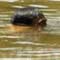 Death plunge in Nilwala river