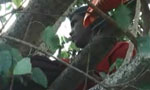 Man climbs tree; demands justice for daughter