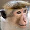 Monkeys found dead in Balangoda