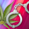 Eight students nabbed for smoking marijuana