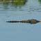12 year old snatched by crocodile