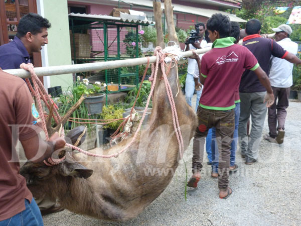 Injured stag rescued