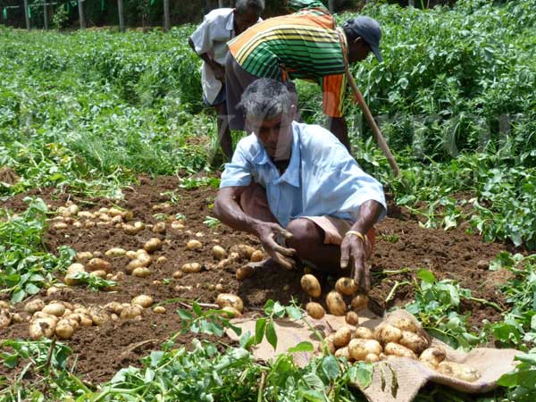 Potato tax rush