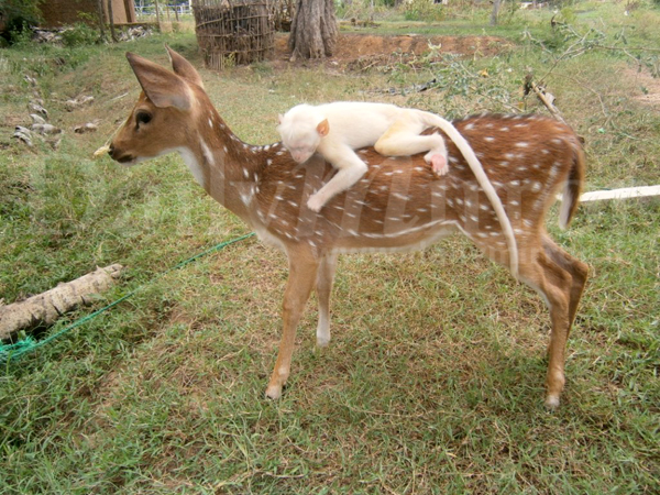 Albino monkey found in Ampara