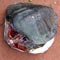 Turtle slaughterhouse raided in Negombo