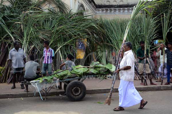 VIdeo: Thai Pongal celebrations