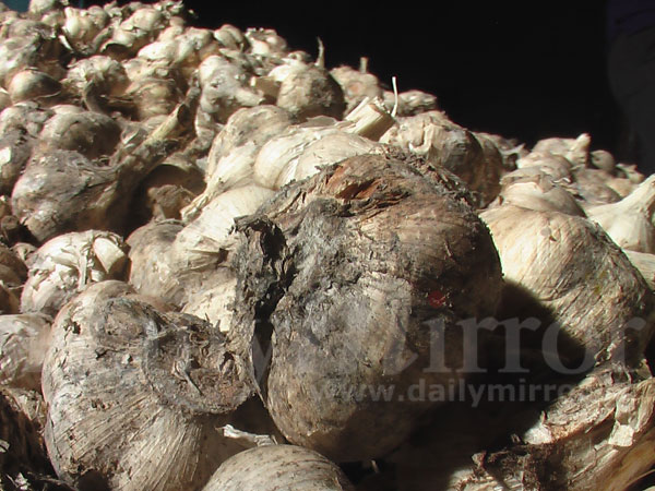 Rotten garlic found in Dambulla