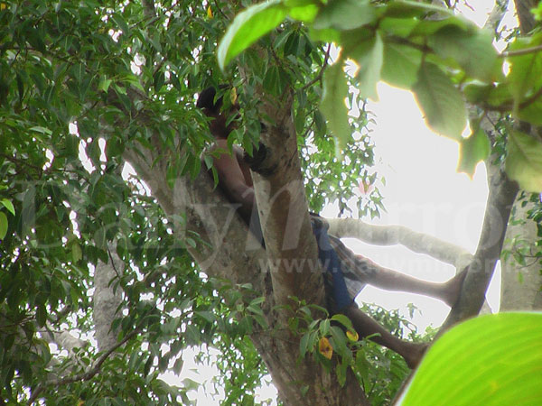 Protest on a tree 