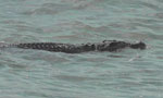 Video: Saltwater crocodile spotted in Kollupitiya