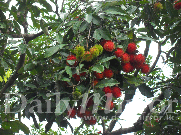 Rambutan in Badulla