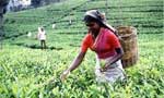 Sri Lanka tea sale averages for February