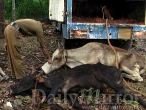 Video: Police save cattle