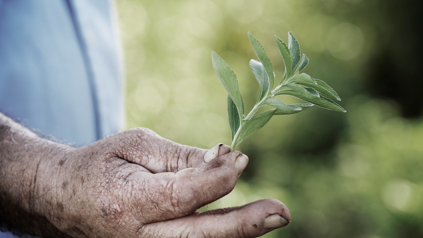 CIC introduces Stevia by PureCircle