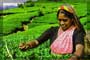 Debate brewing over Sri Lanka tea blending plans