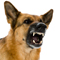 Next door dog distressing US man in Jaffna