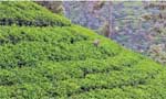 Tea marketing in Australia: New challenges for Sri Lanka