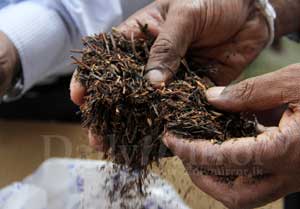 Coir turns into tea