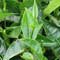 July tea output falls 4% on drought