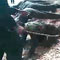 Video: Disciplinary action against guilty army instructers