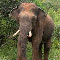 Army allegedly 'shoots' tusker
