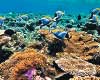 One Ocean, many worlds of life