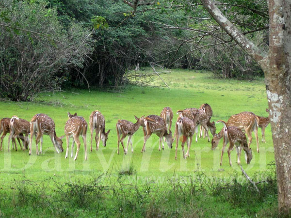 Greener pastures for Wilpattu animals